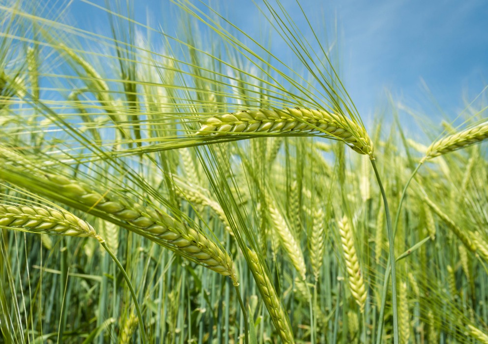 National Barley Improvement Committee elects new members