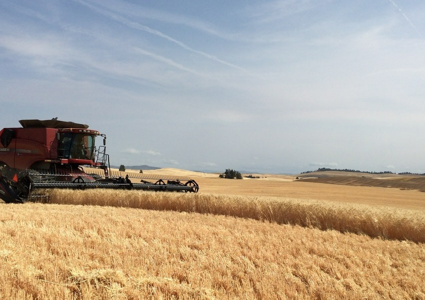 First barley production report of 2023 released