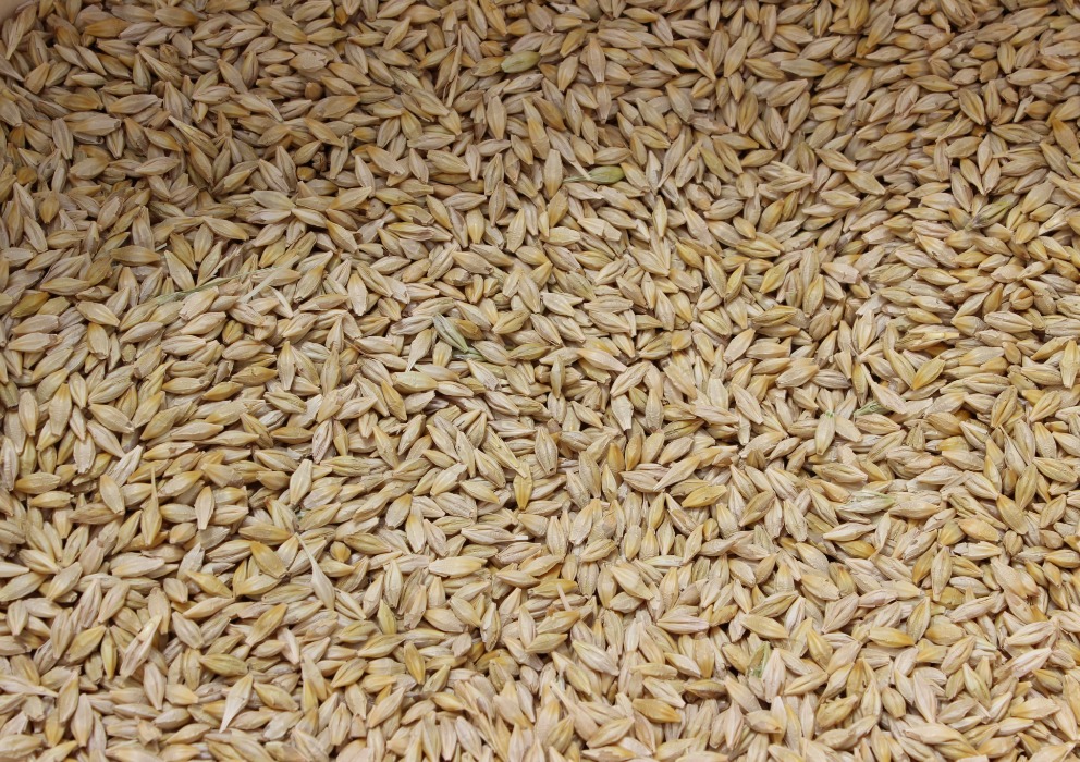 Unlocking the Secrets: The influence of barley protein and plumpness on malt extract