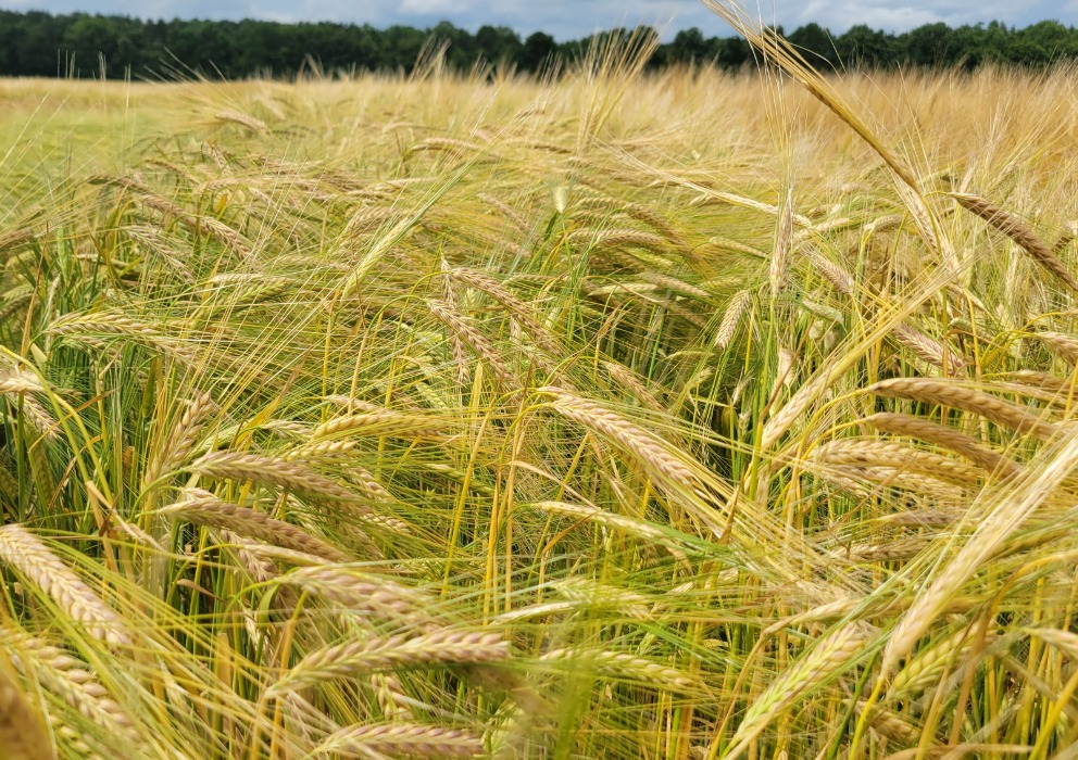 American Malting Barley Association releases Recommended Variety List with three additions
