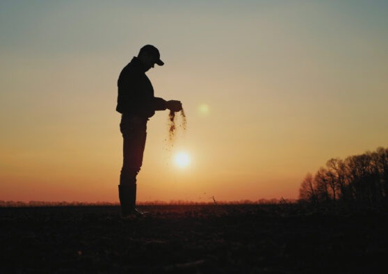 March 2024 Prospective Plantings Report projects 17% decline in barley acreage for 2024 while stocks are up from this time last year