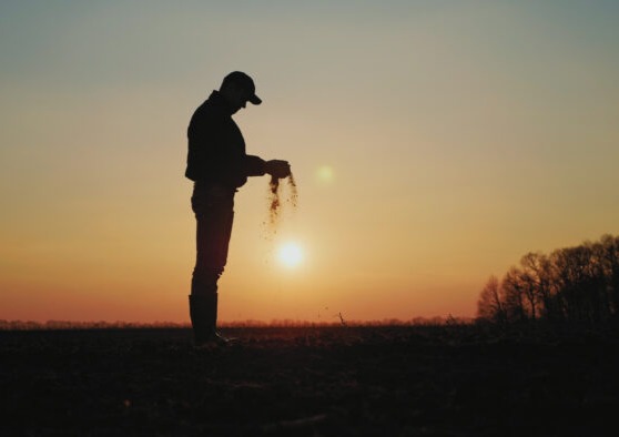 March 2024 Prospective Plantings Report projects 17% decline in barley acreage for 2024 while stocks are up from this time last year