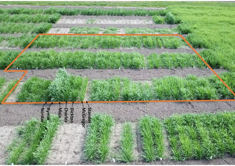 Using some MAGIC to improve winter barley survival