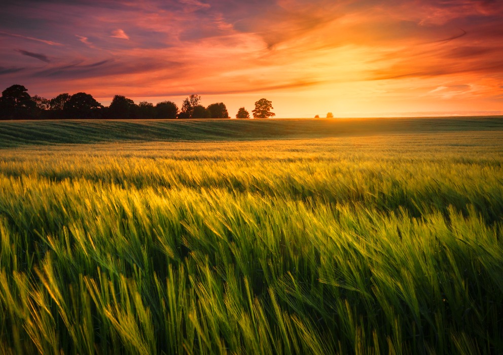 25 Years of Barley Improvement