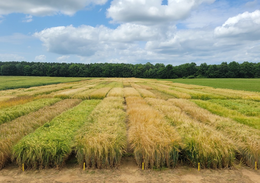 Presentation of lines eligible for Plant Scale Evaluation - 2022