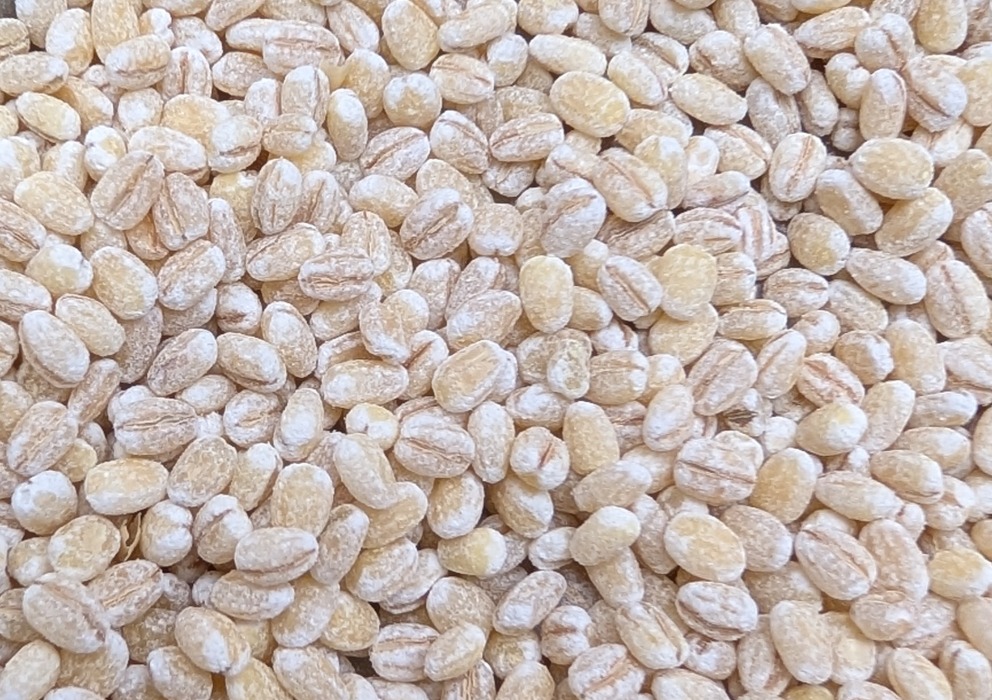 Press Release: Testing for Preharvest Sprouting in 2025 Crop Malting Barley