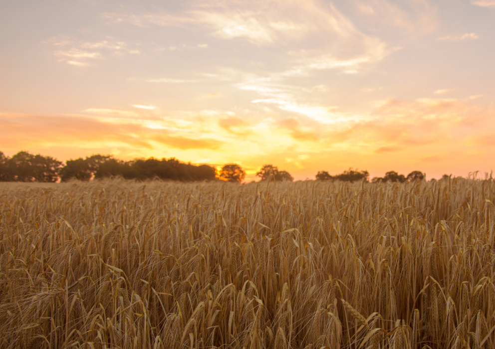 Final barley production and stock reports released for 2025 crop