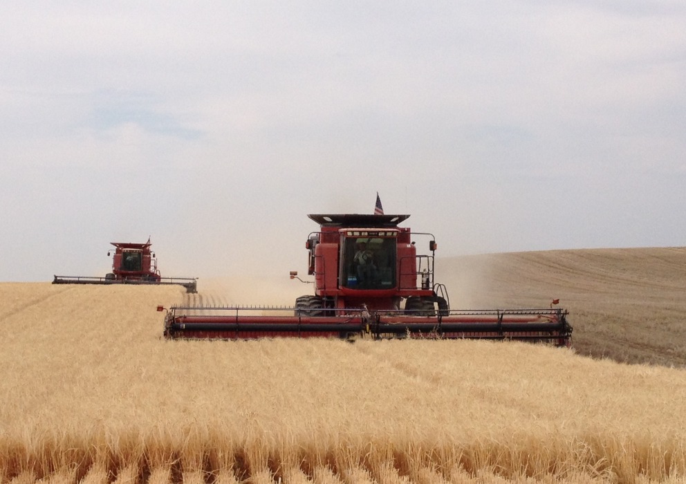 July production report shows little change in forecasted barley crop