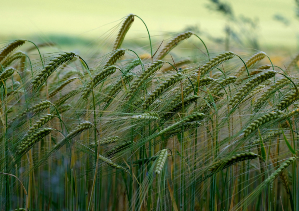 Barley groups submit comments on proposed rule that could negatively impact U.S. barley research