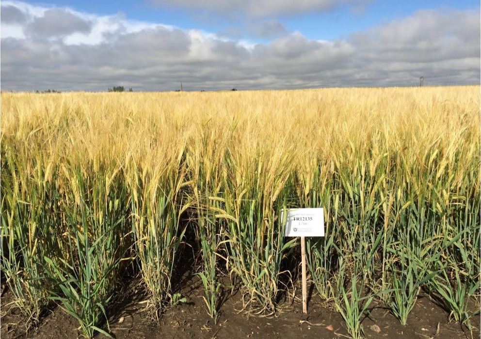 American Malting Barley Association releases recommended variety list with two additions